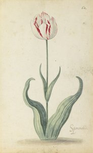 फूल के एक एल्बम से "स्पर्मोमोनी" ट्यूलिप, c.1640