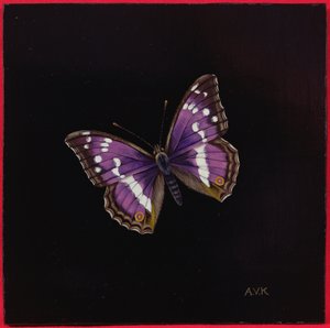 बैंगनी सम्राट तितली, 2000