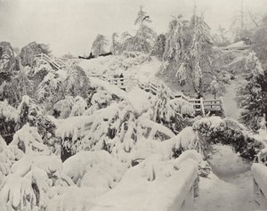 लूना द्वीप पर शीतकालीन पत्ते (बी / डब्ल्यू फोटो) द्वारा अमेरिकी फ़ोटोग्राफ़र (बाद में)