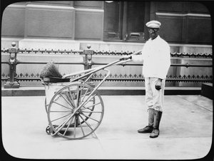 सिटी स्ट्रीट क्लीनर, फिलाडेल्फिया, c.1920 द्वारा अमेरिकी फोटोग्राफर