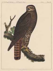 पक्षी, प्लेट XIV, 1855 द्वारा अमेरिकी स्कूल