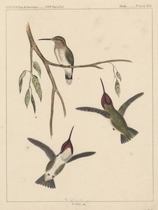 पक्षी, प्लेट XIX, 1855 द्वारा अमेरिकी स्कूल