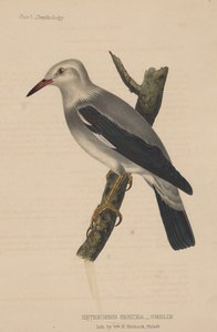 हेटोर्निस सेरिका (गेलिन), 1855 द्वारा अमेरिकी स्कूल