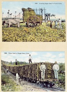 क्यूबा में गन्ना बागानों को दर्शाते पोस्टकार्ड, c.1910 द्वारा अमेरिकी स्कूल