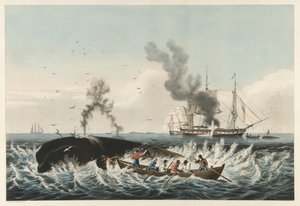 द व्हेल फिशरी - अटैकिंग ए 'राइट' व्हेल और "कटिंग इन", पब। 1860 (रंग लिथो) द्वारा अमेरिकी स्कूल
