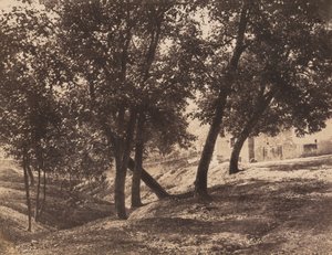 पेड़, सी. 1855.