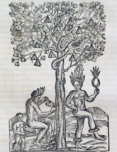नाना फल, उष्णकटिबंधीय औषधीय पौधा, आंद्रे थेवेट (1504-1592), पेरिस द्वारा यूनिवर्सल कॉस्मोलॉजी से उत्कीर्णन