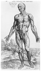 शारीरिक अध्ययन, "मानव शरीर डिवाइस" से Andreas Vesalius (1514-1564), बेसल, 1543 से द्वारा Andreas Vesalius