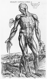 शारीरिक अध्ययन, "मानव शरीर डिवाइस" से Andreas Vesalius (1514-1564), बेसल, 1543 से