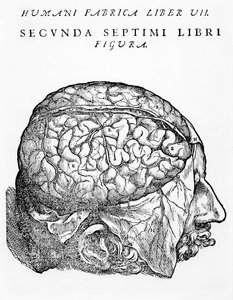 मस्तिष्क, चित्रण, "मानव शरीर डिवाइस पता पुस्तिका," Andreas Vesalius, बेसल में, 1543 में प्रकाशित द्वारा