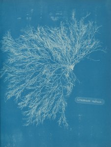 लाल सिरेमिक, सीए। 1853