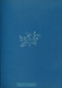 सिस्टोसिरा बारबाटा, सीए। 1853. द्वारा अन्ना एटकिंस