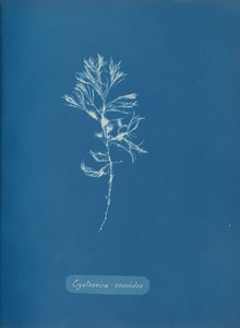 सिस्टोसिरा एरिकोइड्स, सीए। 1853. द्वारा अन्ना एटकिंस