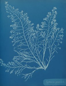सिस्टोसिरा ग्रैनुलता, सीए। 1853.