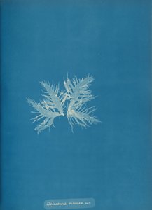 डेलेसेरिया साइनोसा, वर।, सीए। 1853. द्वारा अन्ना एटकिंस