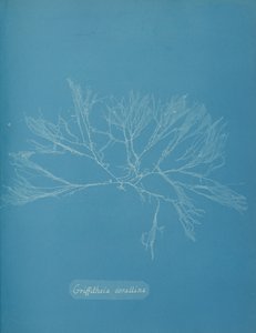 ग्रिफ़िथसिया कोरलिना, लगभग। 1853. द्वारा अन्ना एटकिंस