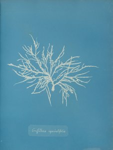 ग्रिफ़िथसिया इक्विसेटिफोलिया, सीए। 1853. द्वारा अन्ना एटकिंस