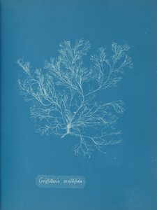 ग्रिफ़िथसिया मल्टीफ़िडा, सीए। 1853. द्वारा अन्ना एटकिंस