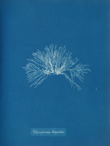 पॉलीसिफोनिया थुयोइड्स, सीए। 1853. द्वारा अन्ना एटकिंस