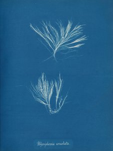 पॉलीसिफोनिया उर्सोलाटा, सीए। 1853. द्वारा अन्ना एटकिंस