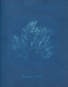 पॉलीसिफोनिया वायलेसिया, सीए। 1853. द्वारा अन्ना एटकिंस