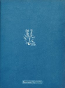 स्पैसेलेरिया फिलिसिना, सीए। 1853. द्वारा अन्ना एटकिंस