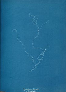 स्पोरोचनियस राइजोड्स ß पैराक्लोक्सा, सीए। 1853. द्वारा अन्ना एटकिंस