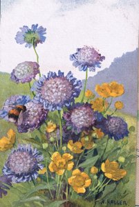 buttercups; कॉर्नफ्लॉवर और बी, पोस्टकार्ड, 1940 के दशक