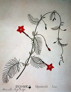 सरू की बेल: इपोमिया कोमोक्लिट द्वारा अन्ना ली