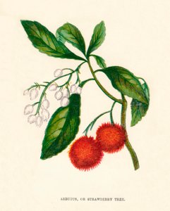 अर्बटस, या स्ट्राबेरी ट्री, c1891, 1891