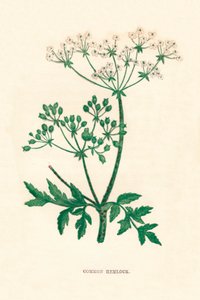 कॉमन हेमलॉक, सी 1891, 1891