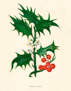 कॉमन होली, c1891, 1891