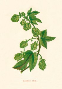 कॉमन होप, c1891, 1891