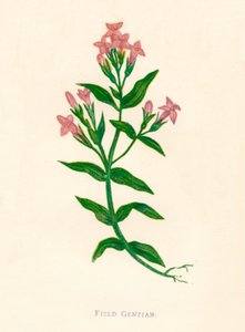 फील्ड जेंटियन, सी 1891, 1891