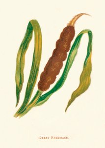 ग्रेट रीडमेस, सी 1891, 1891