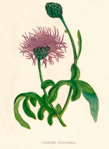 ग्रेटर नैपवीड, सी 1891, 1891