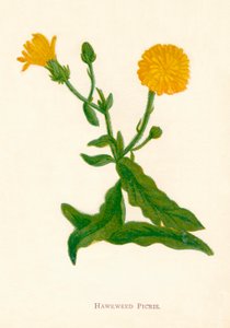 हॉकवीड पिक्रिस, c1891, 1891