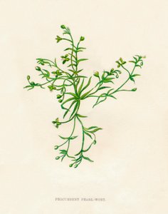 प्रोकम्बेंट पर्ल-वोर्ट, c1891, 1891 द्वारा ऐनी प्रैट