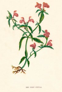 रेड हेम्प नेटल, c1891, 1891