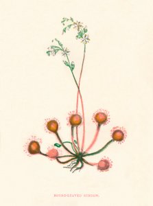 राउंड-लीव्ड सुंड्यू, सी 1891, 1891