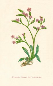 ईमानदार स्पिकेड सी लैवेंडर, सी 1891, 1891 द्वारा ऐनी प्रैट