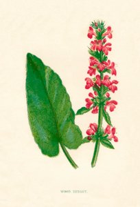 वुड बेटोनी, c1891, 1891