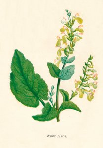 वुड सेज, सी 1891, 1891