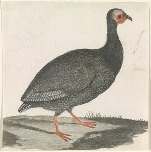  द्वारा जोहान टेलर