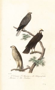  द्वारा एंटोनी (बाद में) चज़ाली