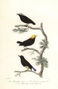  द्वारा एंटोनी (बाद में) चज़ाली