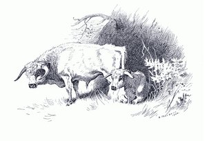 लोंगमैन्स एंड कंपनी द्वारा प्रकाशित थोरबर्न के स्तनधारियों से मवेशी, c. 1920 (लिथो) द्वारा आर्चीबाल्ड थोरबर्न
