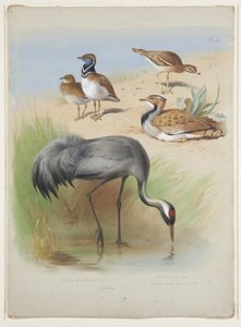 क्रेन, स्टोन कर्लव और बस्टर्ड, c.1915 (कागज पर पेंसिल के ऊपर वॉटरकलर और बॉडीकलर) द्वारा आर्चीबाल्ड थोरबर्न
