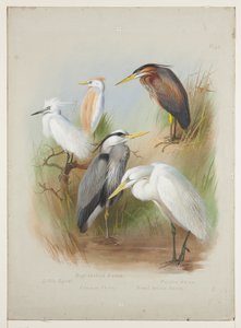 बगुला और बगुला, c.1915 (बोर्ड पर पेंसिल के ऊपर वॉटरकलर और बॉडीकलर) द्वारा आर्चीबाल्ड थोरबर्न