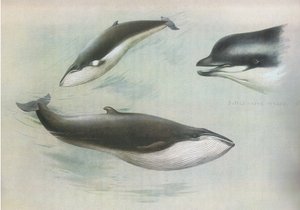 लॉंगरमैन और को, सी द्वारा प्रकाशित थोरबर्न स्तनधारियों से कम रोरक्वल और रूडोल्फ्स रोरक्वल। 1920 द्वारा आर्चीबाल्ड थोरबर्न